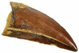 Raptor Tooth - Real Dinosaur Tooth #357979-1
